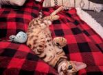 Kira B - Bengal Kitten For Sale - 