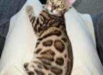 Female Bengal - Bengal Kitten For Sale - Marysville, WA, US