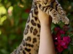 Leo - Bengal Kitten For Sale - 