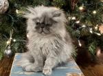 Pickles - Persian Kitten For Adoption - Trussville, AL, US