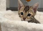 Brown spotted rosetted - Bengal Kitten For Sale - 