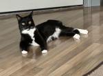 Ester - Domestic Cat For Sale - 