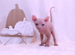 Charlie - Sphynx Kitten For Sale - 