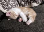 Princess - Domestic Kitten For Sale - Barto, PA, US