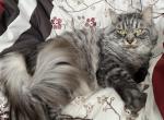 Fluffy Bomb Black Silver Tabby - Siberian Cat For Sale/Retired Breeding - 