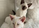 Siamese kittens - Siamese Kitten For Sale - Braintree, MA, US