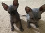 Luna Rino - Sphynx Kitten For Sale - Palmyra, PA, US