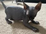 Rino - Sphynx Kitten For Sale - 