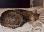 Lila - Domestic Cat For Adoption - Montverde, FL, US