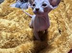 Bella - Sphynx Kitten For Sale - 