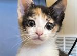 Farrah - American Shorthair Kitten For Sale - Irving, TX, US