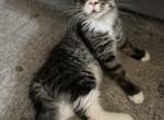 Manya - Maine Coon Kitten For Sale - 