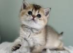 Ori kitten 4 - British Shorthair Kitten For Sale - Las Vegas, NV, US