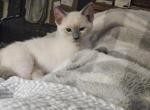 Bluey Available NOW - Siamese Kitten For Sale - 