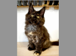 Madison - Maine Coon Kitten For Sale - 