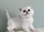 Ori kitten 5 - British Shorthair Kitten For Sale - Las Vegas, NV, US