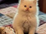 CFA Registered Male Flame Point Himalayan - Himalayan Kitten For Sale - Perry, FL, US