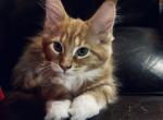 Maine Coon Kittens - Maine Coon Kitten For Sale - Jasper, GA, US