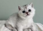 Ori kitten 6 - British Shorthair Kitten For Sale - Las Vegas, NV, US