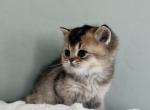 Ori kitten 7 - British Shorthair Kitten For Sale - Las Vegas, NV, US