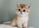 Ori kitten 8 - British Shorthair Kitten For Sale - Las Vegas, NV, US