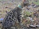 Ginger - Bengal Kitten For Sale - 