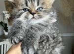 Bello - Persian Kitten For Sale - 