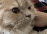 Simba - Persian Kitten For Sale - 