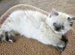 Seal Tortie - Himalayan Kitten For Sale - Van Horne, IA, US