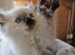 Seal point - Himalayan Kitten For Sale - Van Horne, IA, US