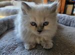 Blue Point - Himalayan Kitten For Sale - Van Horne, IA, US