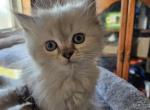 Lilac Point - Himalayan Kitten For Sale - Van Horne, IA, US