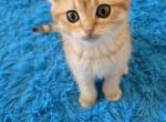 Leon - Scottish Fold Kitten For Sale - 