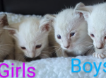 Pics Updated Nov 18 - Siamese Kitten For Sale - Middletown, DE, US