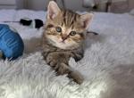 Nook - Scottish Straight Kitten For Sale - 