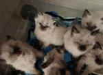 Pretty Babies litter - Balinese Kitten For Sale - Phoenix, AZ, US