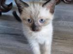 Mika's litter - Siamese Kitten For Sale - Phoenix, AZ, US