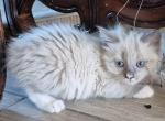 Leah - Snowshoe Kitten For Sale - Phoenix, AZ, US