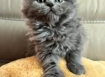 Baby Love - Scottish Straight Kitten For Sale - Cape Coral, FL, US