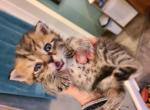 Emergency Sale - Exotic Kitten For Sale - 