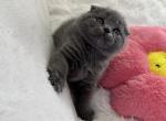 Storm - Scottish Fold Kitten For Sale - 