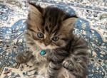 Persian Tabby - Persian Kitten For Sale - Staten Island, NY, US