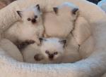 Sweet Litter of Three - Ragdoll Kitten For Sale - 