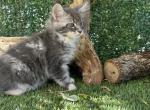 Playful - Maine Coon Kitten For Sale - CA, US