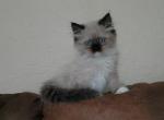 Shadow - Ragdoll Kitten For Sale - 