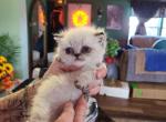 Emergency Sale - Munchkin Kitten For Sale - 