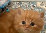 Red Persian - Persian Kitten For Sale - Staten Island, NY, US