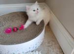 Sky - Ragdoll Kitten For Sale - 