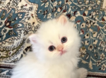 Flame Point Himalayan - Himalayan Kitten For Sale - Staten Island, NY, US