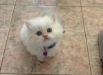 Flame Point Himalayan 2 - Himalayan Kitten For Sale - Staten Island, NY, US